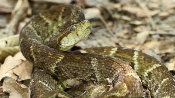 Video Snake Large Adult Fer Lance Ground Nature — Stock Video