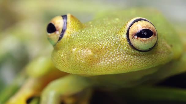 Video Green Treefrog Hypsiboas Cinerascens — 비디오