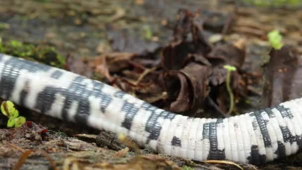 Video Speckled Worm Lizard Träd Bark Amphisbaena Fuliginosa Crawls Ecuadorian — Stockvideo