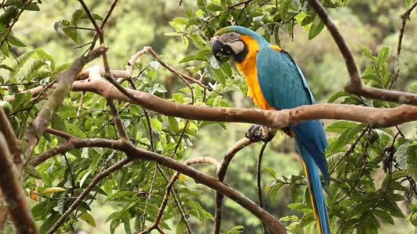 木の上で果物を食べるオウムのビデオ ブルーイエローマコー エリアアララルーナ エクアドルアマゾン — ストック動画
