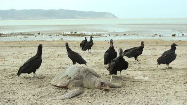 Vídeo Tartaruga Cabeçuda Morta Abutres Negros Comendo Animal Morto — Vídeo de Stock