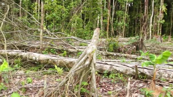 Video Árboles Rotos Bosque Después Tormenta Flora Ambiental — Vídeo de stock