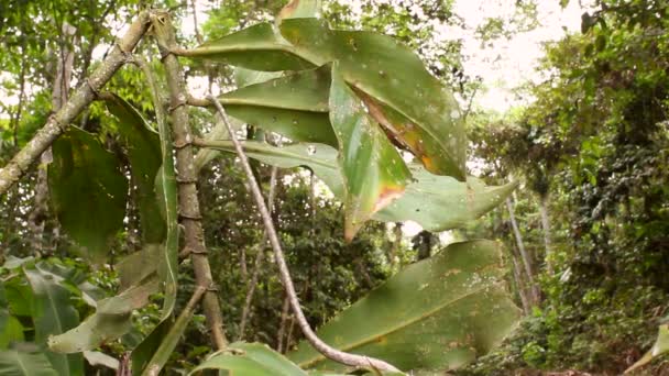 Video Von Schlange Braunrebennatter Oxybelis Aeneus Unterholz Des Regenwaldes Ecuador — Stockvideo