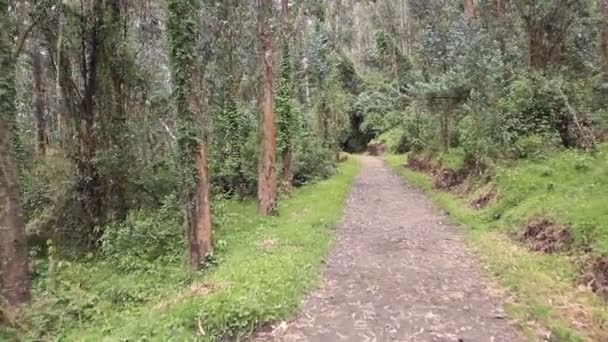 Tremendo Vídeo Caminhando Caminho Estrada Floresta Com Árvores — Vídeo de Stock