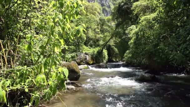 Vidéo Rivière Coulant Forêt Nature Été — Video