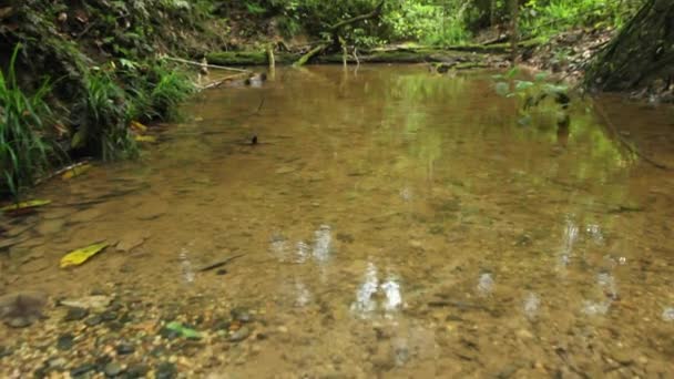 Ecuadorianischer Amazonas Video Eines Flusses Tropischen Dschungel — Stockvideo