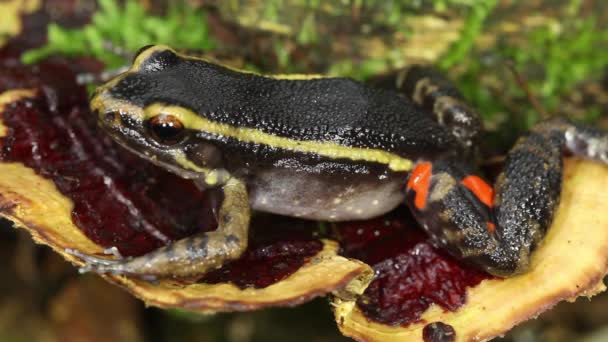Video Des Gemalten Ameisennestfrosches Leptodactylus Lineatus Der Auf Einem Brackepilz — Stockvideo