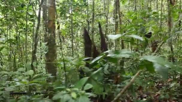 Bosque Tropical Salvaje Hojas Verdes Las Plantas Vídeo — Vídeos de Stock