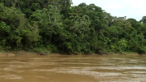 에콰도르의 밀림에 — 비디오