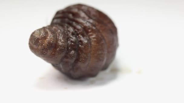 Video Larva Hlodavec Bot Létat Cuterebra Parazit — Stock video