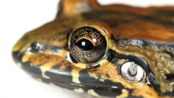 Vidéo Amphibien Animal Grenouille Studio Bulun White Lipped Frog Leptodactylus — Video