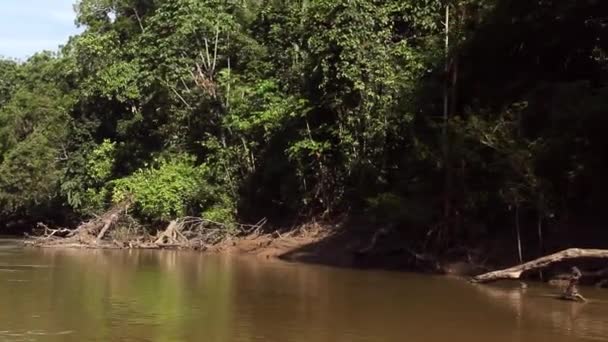time lapse vidéo de la rivière dans les jungles tropicales, Amazonie équatorienne 