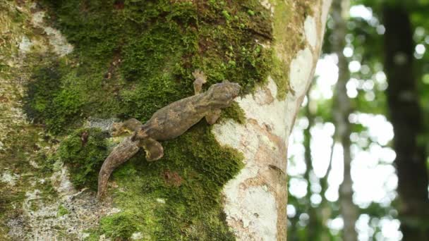 カブの尾部Gecko エクアドルのアマゾンの木の幹にヤツメウナギSolimoensis — ストック動画