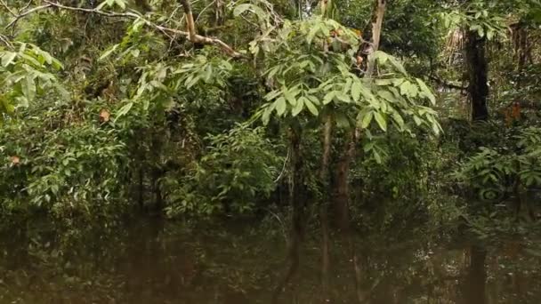 厄瓜多尔亚马逊的森林树和河流流 热带雨林的视频 — 图库视频影像