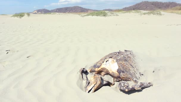 에콰도르 태평양 해변의 모래사장에서 붉은바다거북의 — 비디오