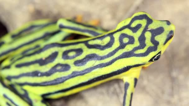 Video Sapo Stubfoot Elegante Atelopus Elegans Hoja — Vídeos de Stock