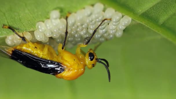 Yellow Beetle Eggs Green Leaf — Stock Video