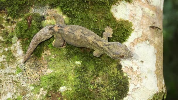 Відео Turnip Taileg Gecko Thecadactylus Solimoensis Стовбурі Дерев Еквадорській Амазонії — стокове відео