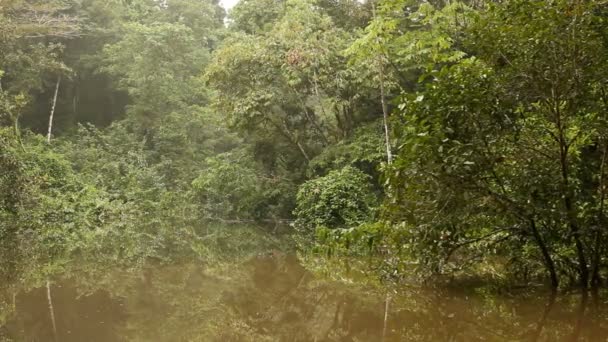 vidéo des arbres forestiers et du débit fluvial, forêt tropicale en Amazonie équatorienne