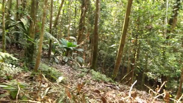 Bosque Tropical Salvaje Troncos Árboles Vídeo — Vídeos de Stock