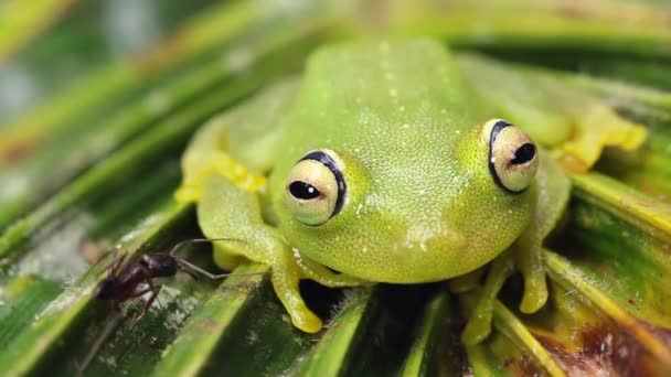 Video Van Groene Boomstam Hypsiboas Cinerascens — Stockvideo