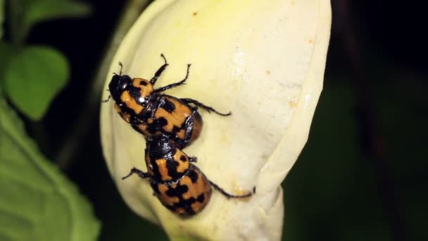 Video Batı Ekvador Tropik Arum Çiçeğiyle Çiftleşen Böcekler — Stok video