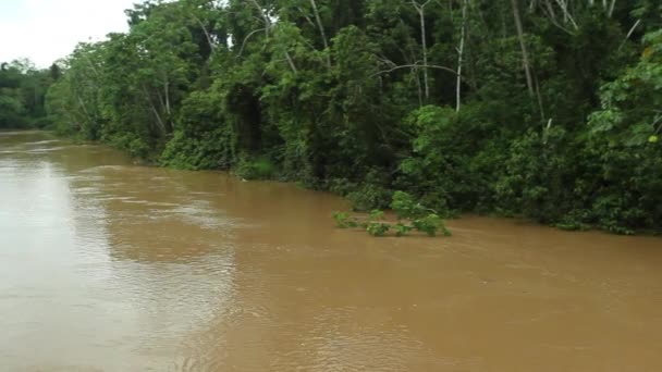 비디오의 에콰도르 아마존의 — 비디오