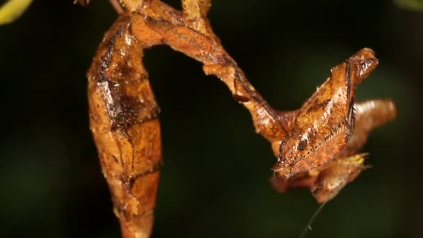 Мёртвый Листовой Богомол Acanthops Falcatoria Тропическом Лесу Эквадор — стоковое видео