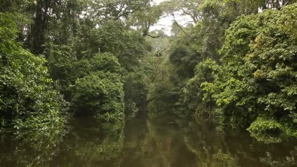 绿林中的河流 — 图库视频影像