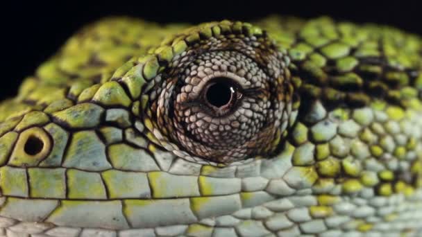 Vídeo Lagarto Ojo Reptil Cerca — Vídeos de Stock