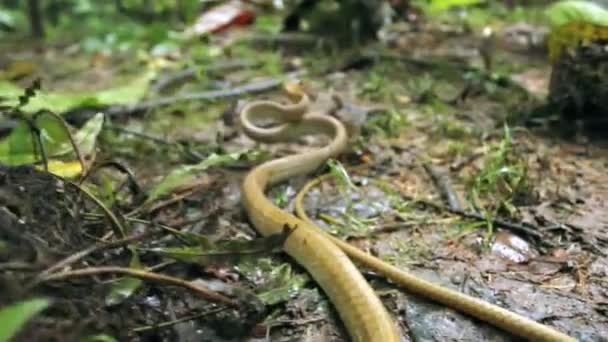森林里的蛇袭击录像 橄榄蛇 Chironius Fuscus — 图库视频影像