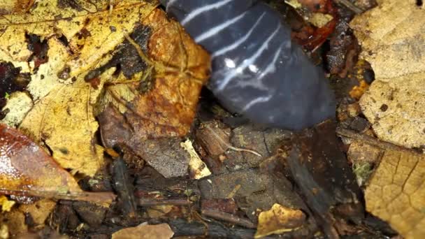 Vídeo Striped Worm Lizard Rastejando — Vídeo de Stock