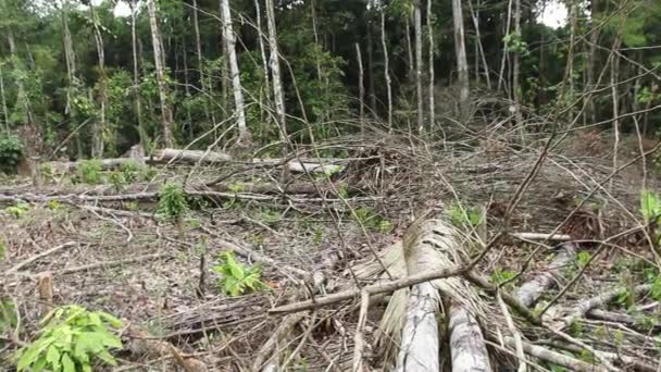 vidéo des arbres brisés dans la forêt après la tempête, flore de l'environnement