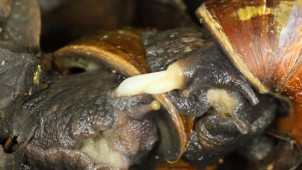 Africano Giant Snails Achatina Fulica Acasalamento Vídeo — Vídeo de Stock