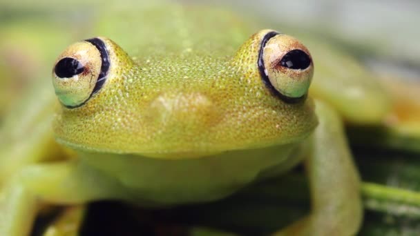 Βίντεο Από Πράσινο Treefrog Hypsiboas Cinerascens — Αρχείο Βίντεο