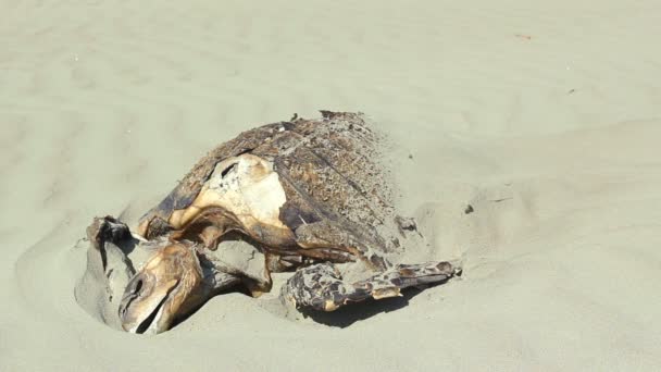 Βίντεο Από Χελώνα Dead Loggerhead Αμμώδη Παραλία Ακτή Του Ειρηνικού — Αρχείο Βίντεο
