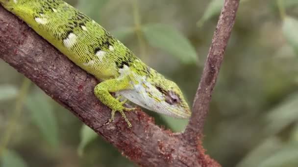 Video Lagarto Reptil Verde Naturaleza Bertholds Bush Anole Polychrus Gutturosus — Vídeo de stock