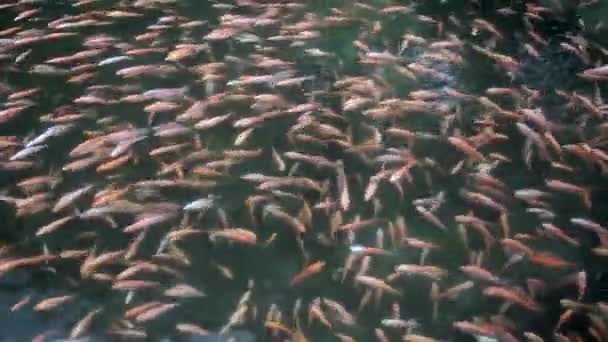 Vidéo Tilapia Dans Piscine Étang Eau Avec Nombreux Poissons — Video