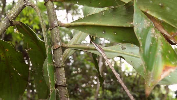 Video Serpiente Serpiente Vid Marrón Oxybelis Aeneus Sotobosque Lluvioso Ecuador — Vídeos de Stock