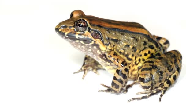 Vidéo Amphibien Animal Grenouille Studio Bulun White Lipped Frog Leptodactylus — Video