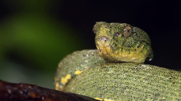 Video Two Striped Forest Pitviper Snake Bothriopsis Bilineata — Stock Video