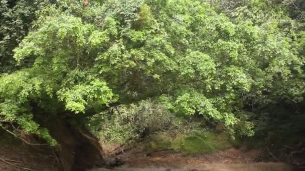 Видео Реки Тропических Джунглях Деревьях Стволах — стоковое видео