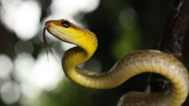 舌を示すヘビのビデオ オリーブ ウィスパーク チロニウス フスカス — ストック動画