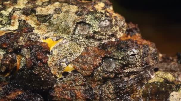 Neotropisch Marmorierter Baumstamm Bei Der Paarung Dendropsophus Marmoratus Video — Stockvideo