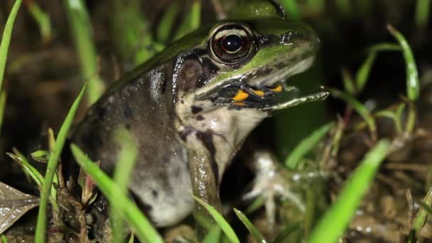 가까이서 개구리를 두꺼비의 영상을 있습니다 — 비디오