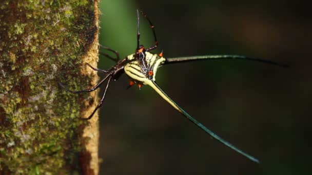 Video Spiny Orb Weaver Spider Gasteracantha — Stock video