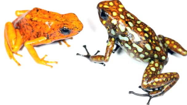Vídeo Duas Rãs Estúdio Harlequin Poison Frogs Western Ecuador Durango — Vídeo de Stock
