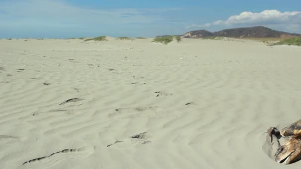 Vídeo Tartaruga Cabeçuda Morta Praia Areia Costa Pacífico Equador — Vídeo de Stock