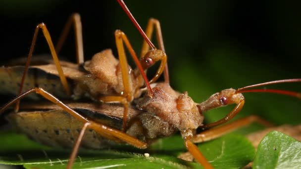 Videó Assassin Bogarak Párzás Éjjel Esőerdő Understory Ecuador — Stock videók