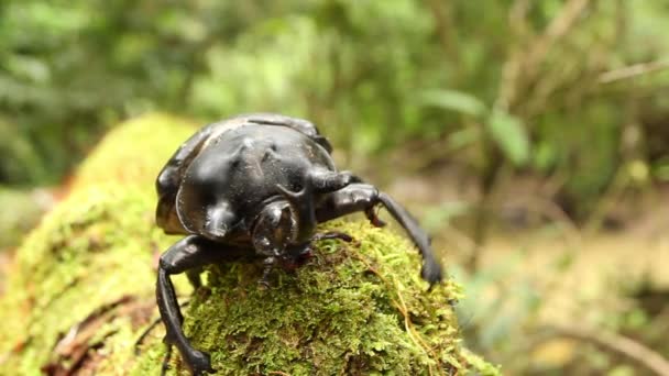 Video Escarabajo Rinoceronte Tronco Musgoso Naturaleza — Vídeo de stock